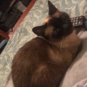 Meet your Posher, Chanel